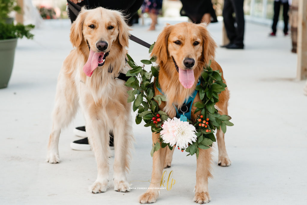 ceremony with dogs