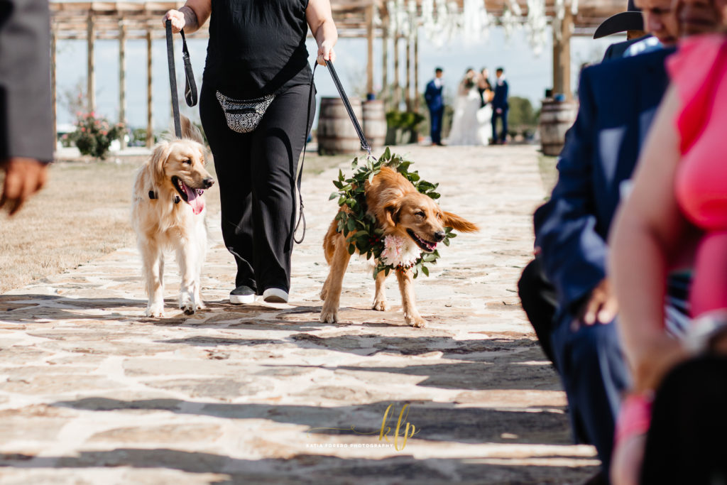 labradors in wedding ceremony