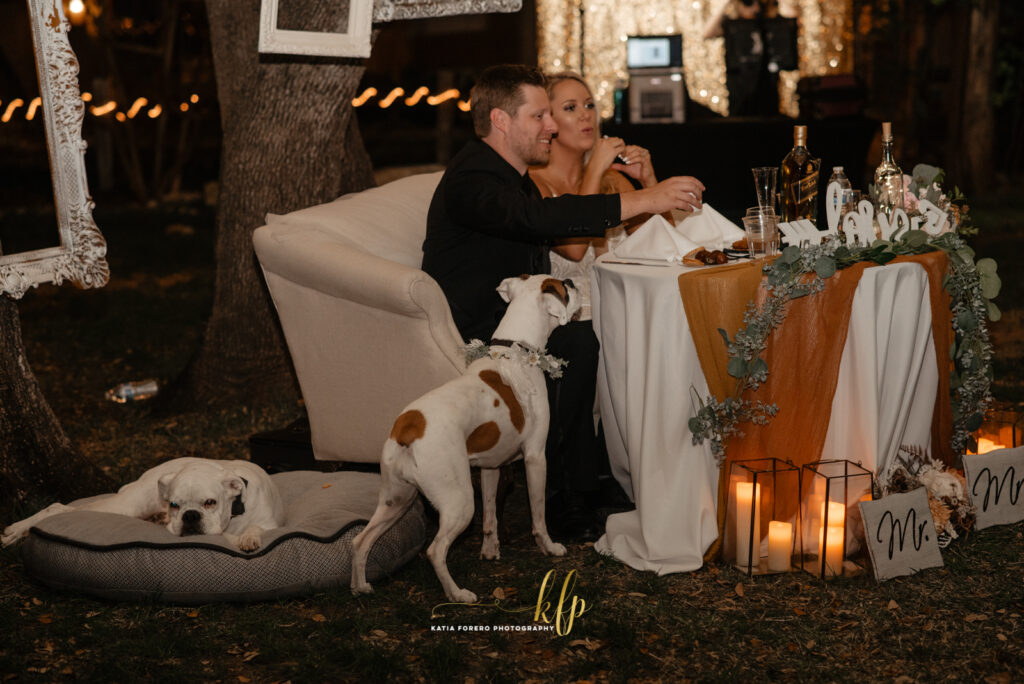 cheers with your dogs during your wedding